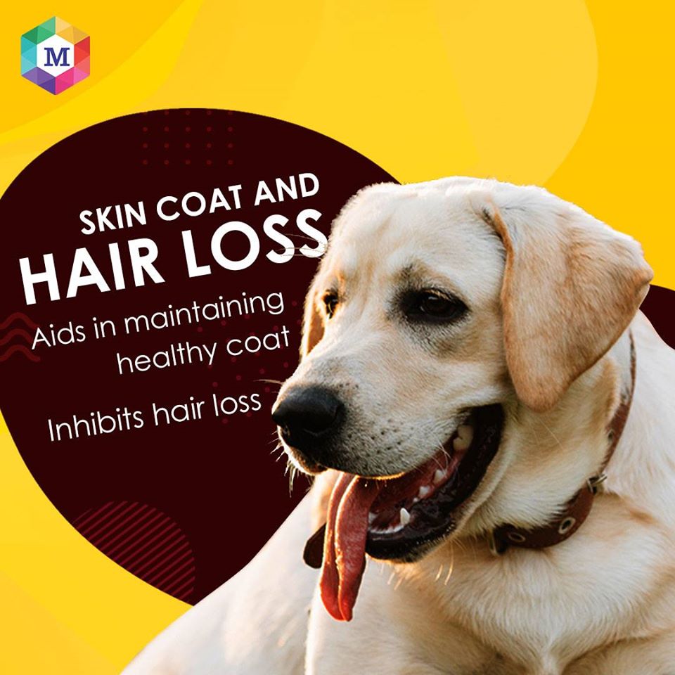 Biotin for Dogs & Cats | Collagen Supplement Drops for Healthy Skin, Coat, and Hair Growth | 50ml, Plant-Based & Fast-Acting Formula