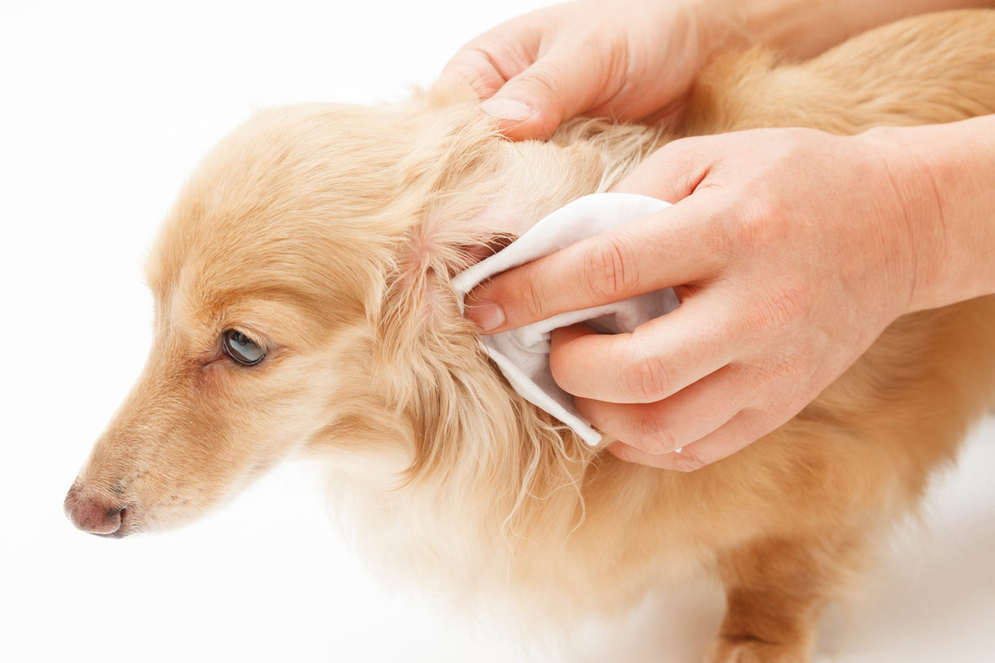 OtiShield Pro Natural Ear Cleanser for Dogs and Cats, Organic Aloe Formula, 50 ml